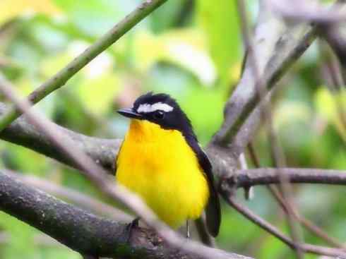 美丽无罪：雀鸟之姬鹟