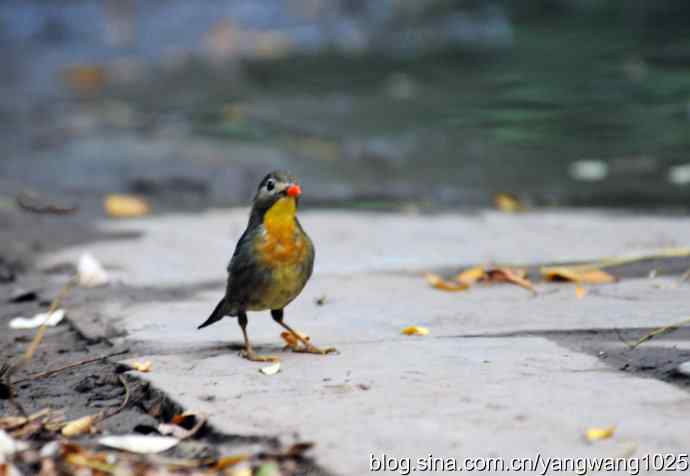 又遇相思鸟(1) 又遇相思鸟(1)