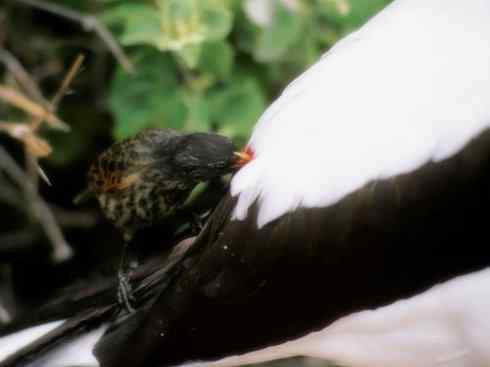 天生猎手:非猛禽类猎手之七 天生猎手:非猛禽类猎手之七