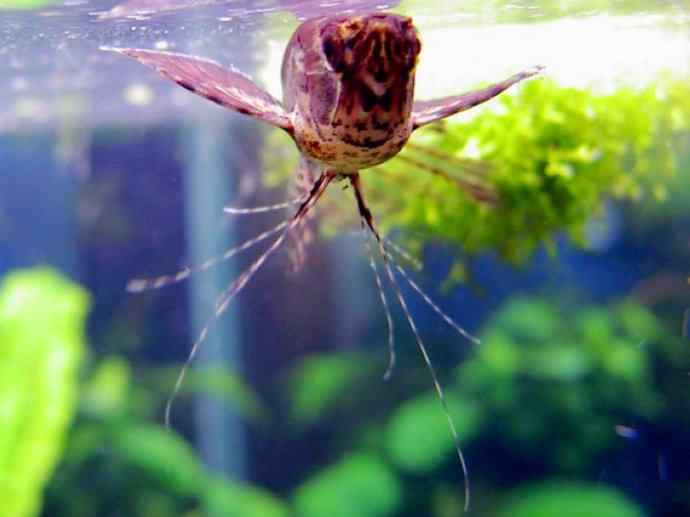 鱼类活化石：齿蝶鱼