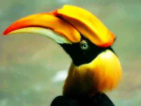 奇特的盔：盔犀鸟