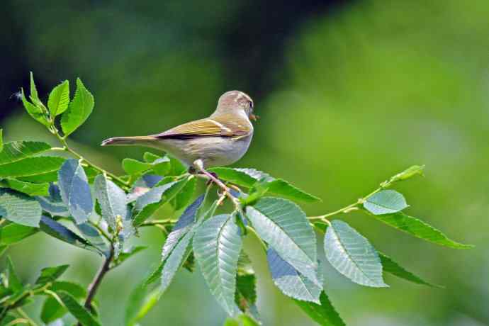 极北柳莺(4) 极北柳莺(4)