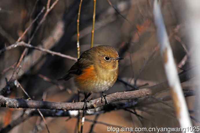 雌性红胁蓝尾鸲（29）