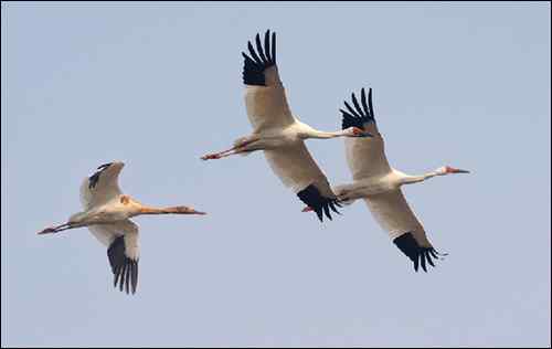 杭州鸟类摄影家帕瓦龙的拍鸟历程