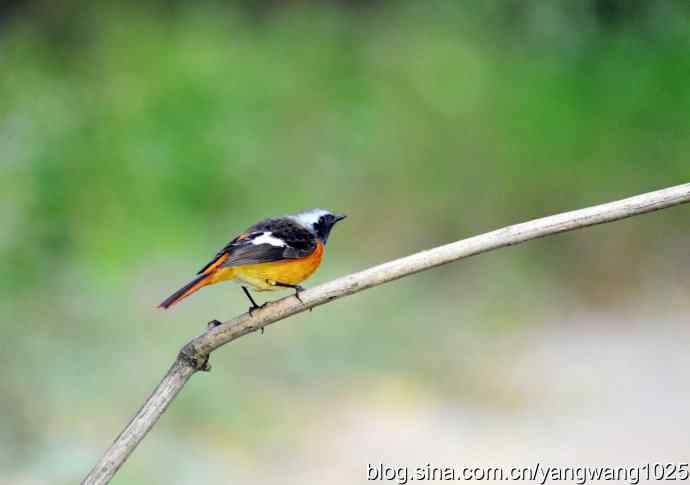 雄性北红尾鸲（1）