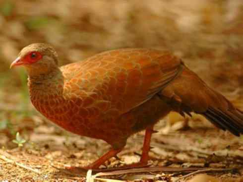 凤凰：传说的鸟原型探秘（原鸡）