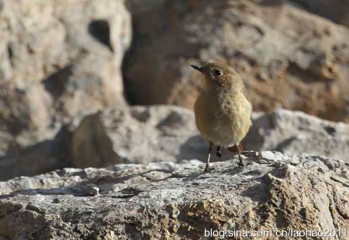 圣诞快乐,敬礼! 圣诞快乐,敬礼!