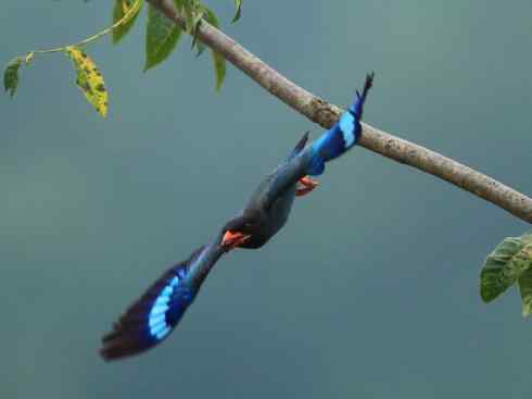 绝色攀禽：佛法僧目之三宝鸟