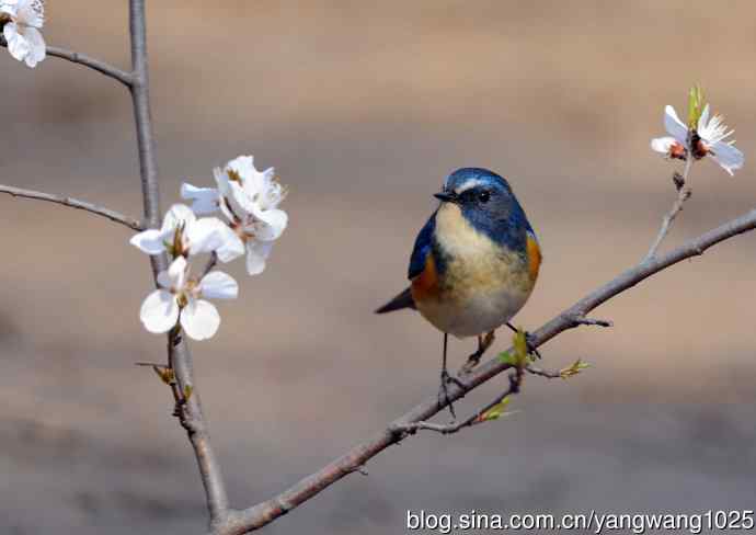 雄性红胁蓝尾鸲（5）