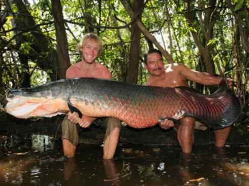 鱼类活化石：巨骨舌鱼