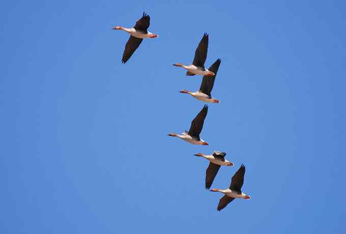野鸭湖雁鸭翔飞 野鸭湖雁鸭翔飞
