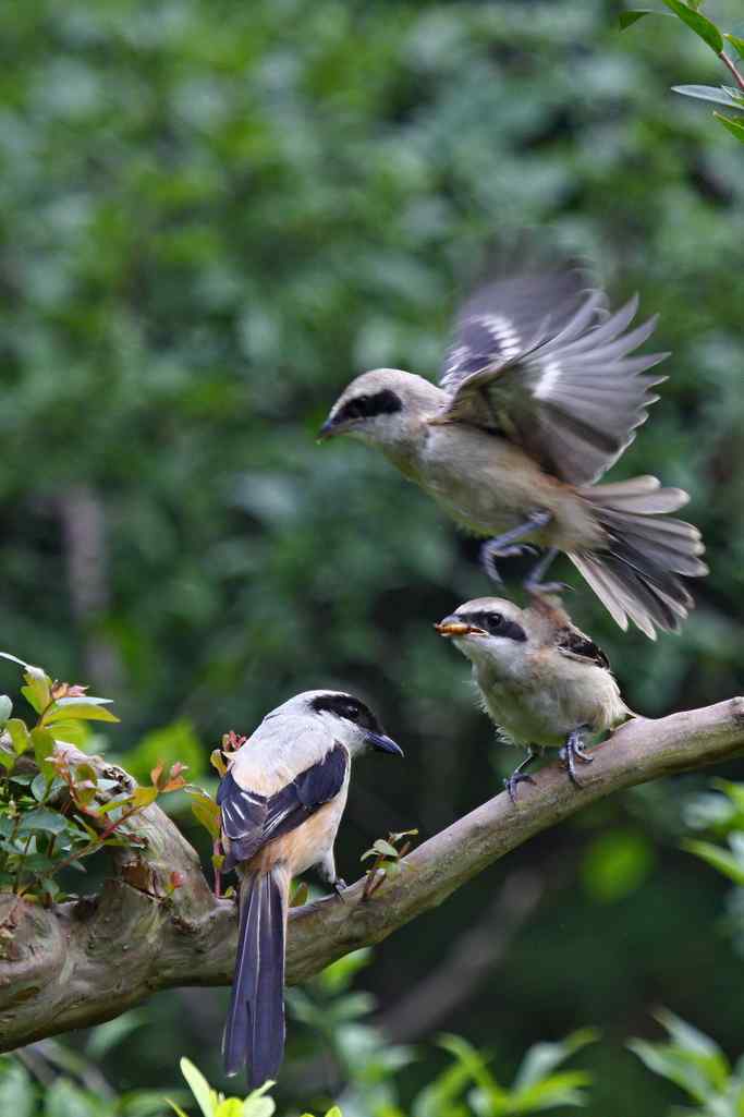 207.小伯劳成长记（3）亲鸟育儿篇
