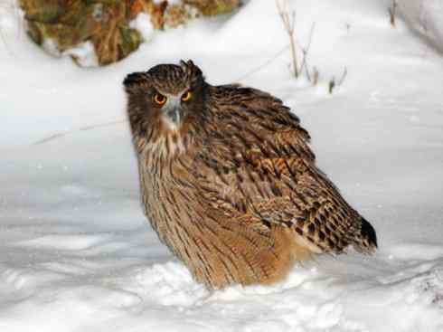 白头鸟系列:另类的美丽(吼海雕) 白头鸟系列:另类的美丽(吼海雕)