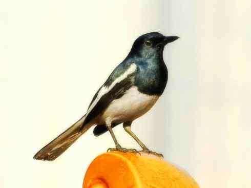 雀鸟也彪悍：谁怕谁（鹊鸲）