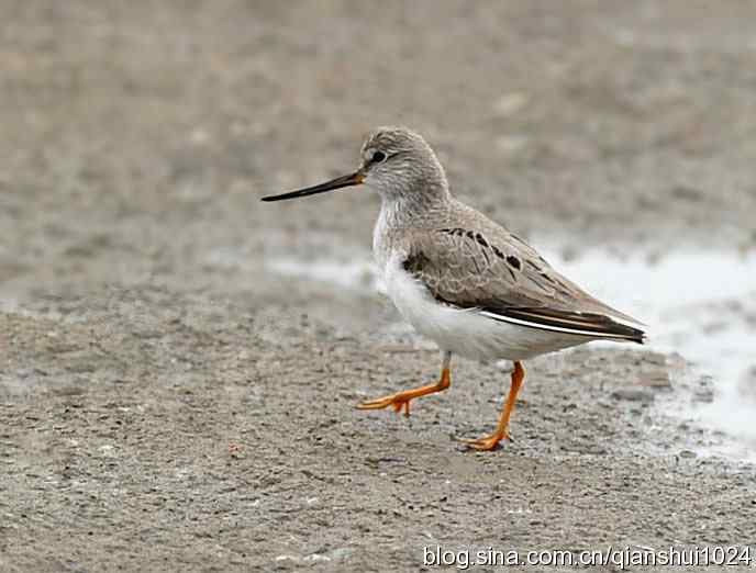 来去匆匆翘嘴鹬