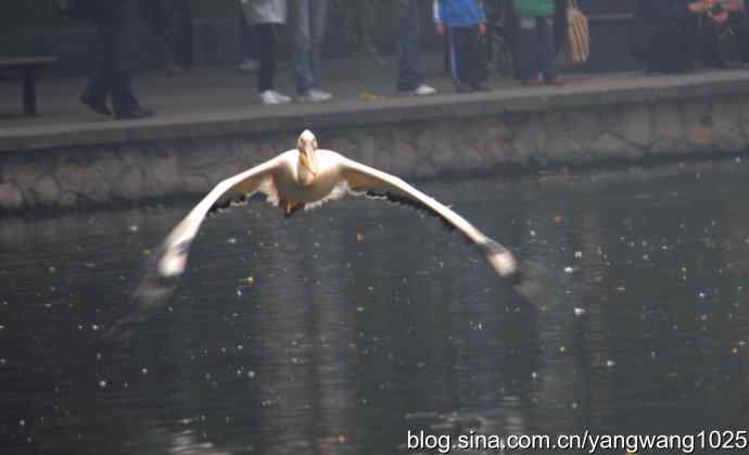 雨前、雾中拍水禽（十月十日杂片纪实）
