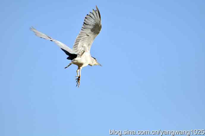 飞(夜鹭)3 飞(夜鹭)3