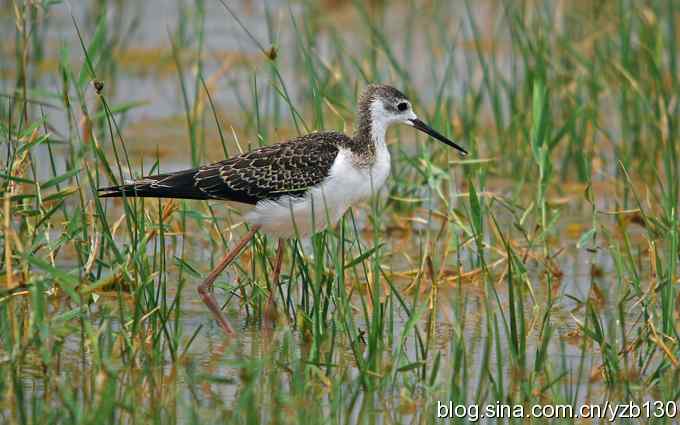 乌梁素海7——风情万种的美腿女一号（组图）