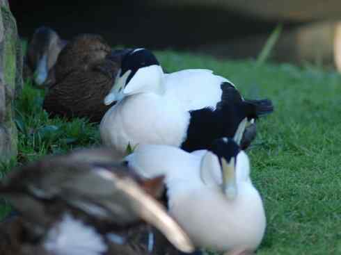 鸟类之最:欧绒鸭 鸟类之最:欧绒鸭