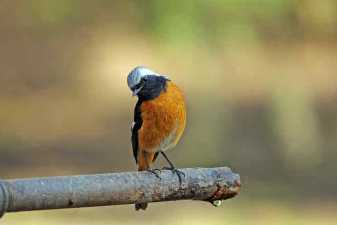 雄性北红尾鸲（32）