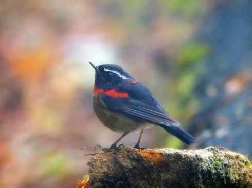 美丽无罪：雀鸟之林鸲