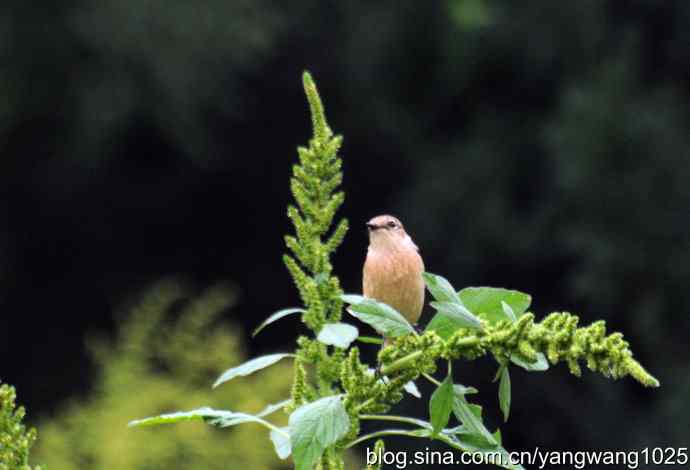 今秋第一次拍侯鸟儿（烏鶲）