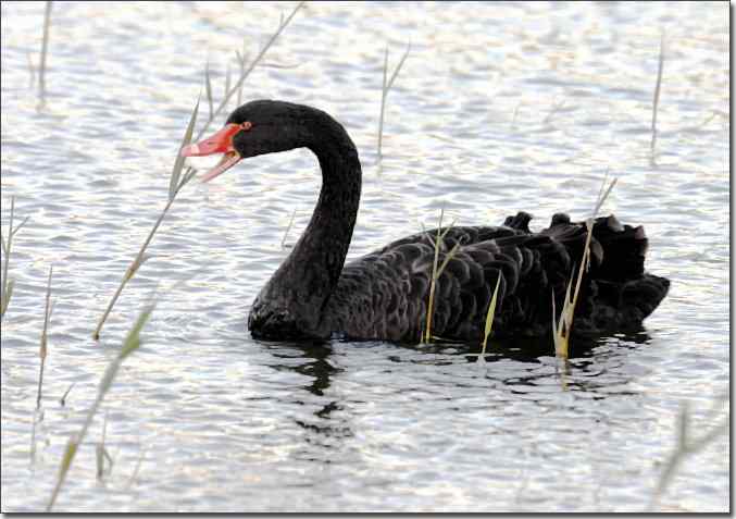  点击图片或使用键盘← →翻页