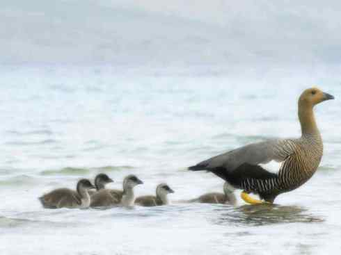 欣赏:美丽的草雁 欣赏:美丽的草雁