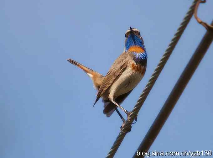 精神抖擞蓝点颏（组图，10张图片）