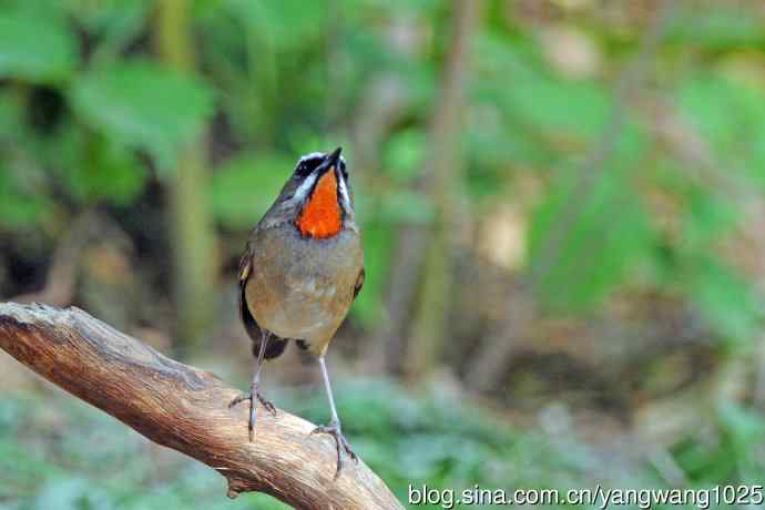 雄性红喉歌鸲（12）