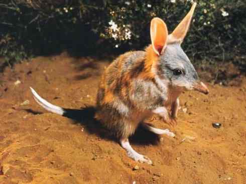 动物世界：山寨还是原创之十三