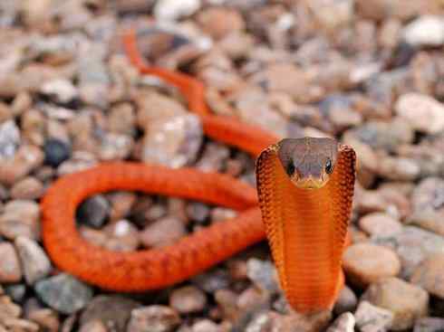 龙：传说的兽原型探秘（眼睛蛇类）