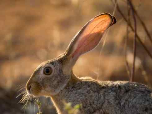 动物世界：山寨还是原创之十四