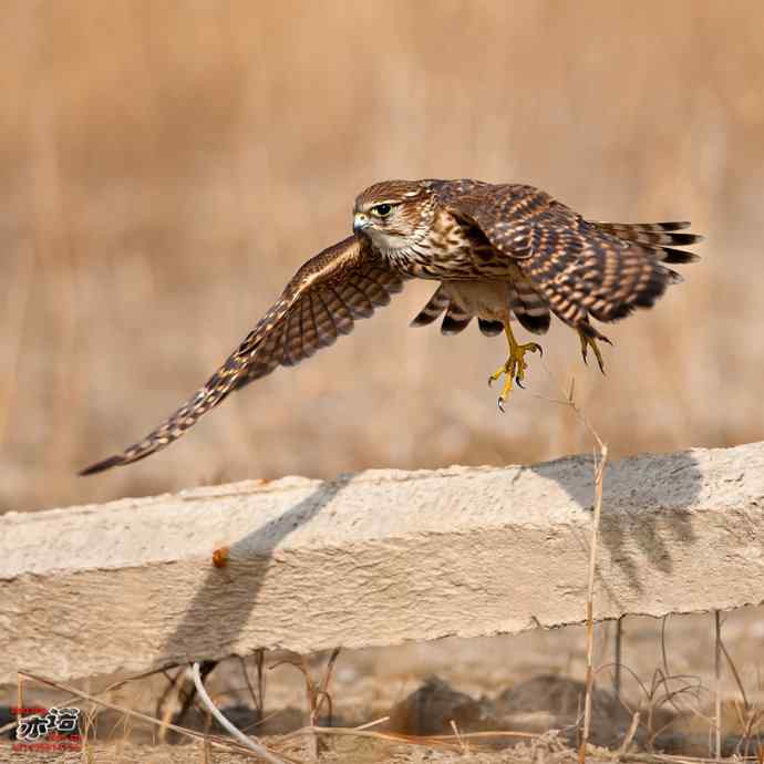 自我陶醉的灰背隼