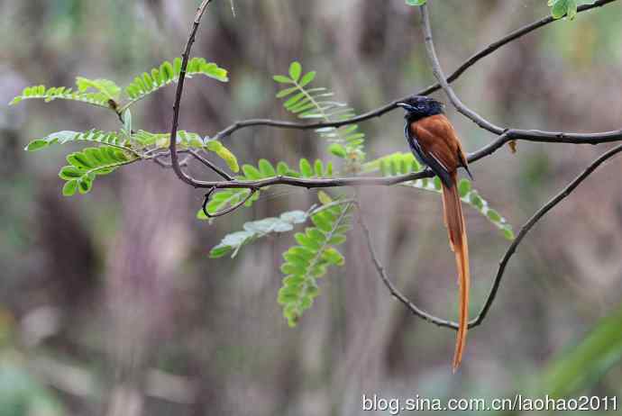 非洲寿带 非洲水雉 非洲海雕 非洲戴胜