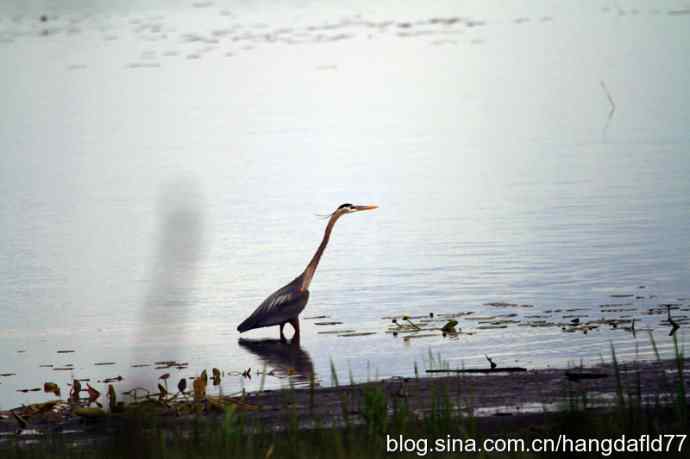 大蓝鹭涉水