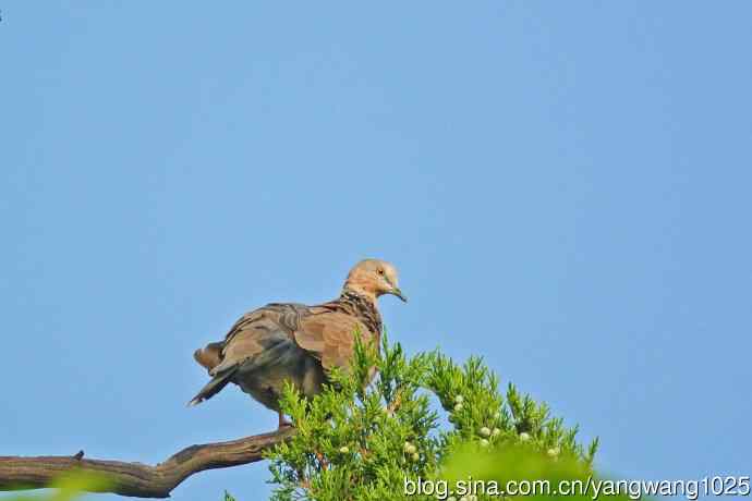 昨天的收获（杂片）