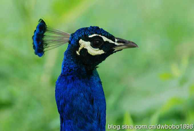 戴胜护驾南海子