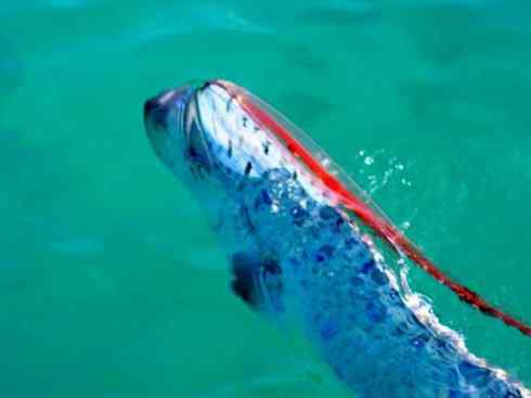 龙：传说的兽原型探秘（鲤鱼）