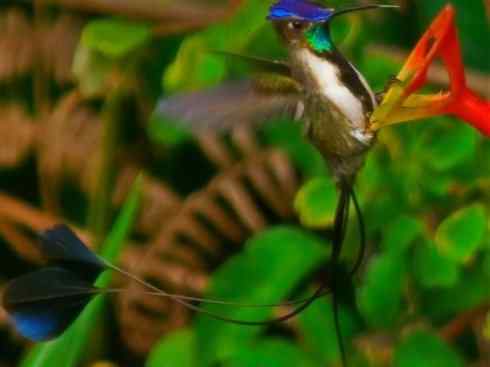 雀鸟也彪悍：别拿豆包不当干粮（蜂鸟）