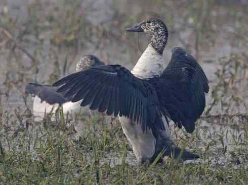 猎奇：十大奇异的雁鸭之三（瘤鸭、蜡嘴雁）