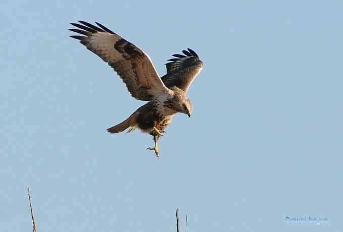 大鵟起兮神采飞扬 大鵟起兮神采飞扬