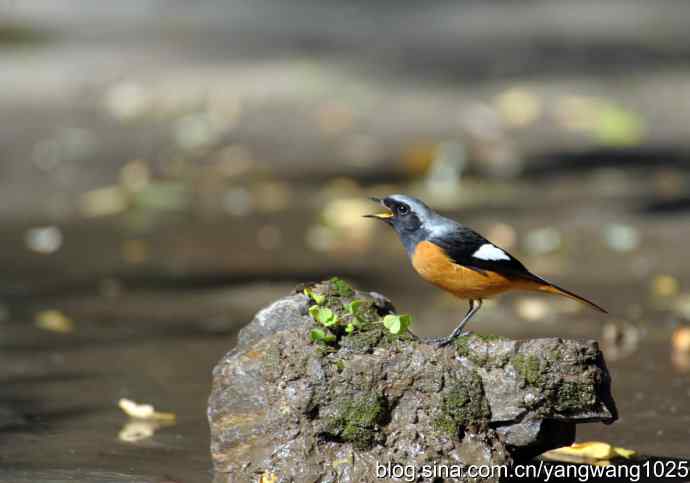雄性北红尾鸲（3）