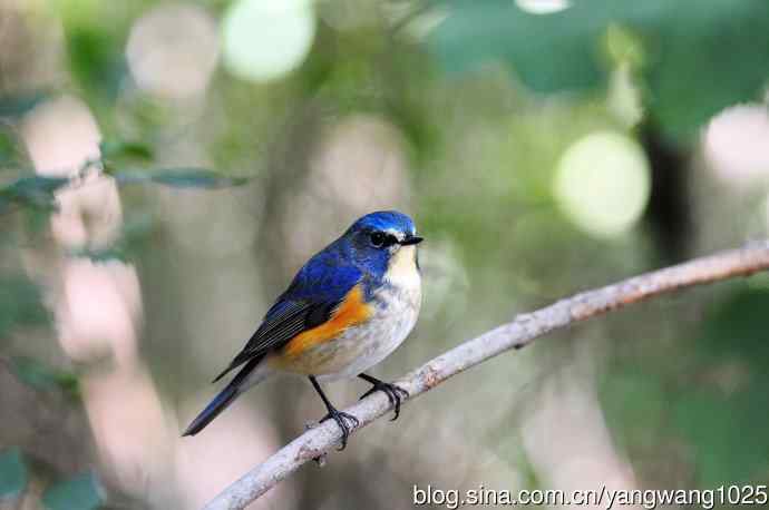 雄性红胁蓝尾鸲（18）