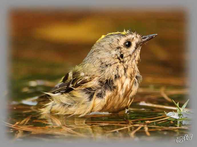 大年初三 wbr wbr戴菊洗涮 大年初三 wbr wbr戴菊洗涮
