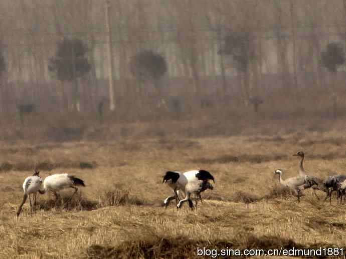 野外的珍禽丹顶鹤-穷人大炮及望远镜拍摄