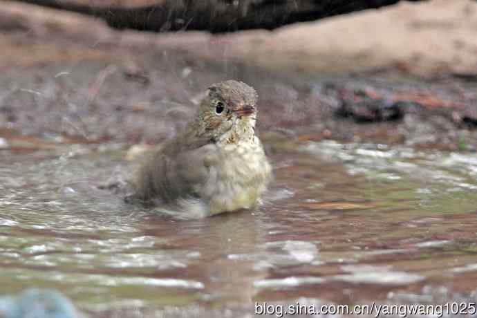 雌性白眉姬鹟（18）