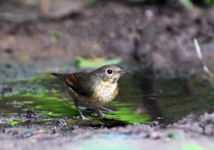 回顾2011年（金胸歌鸲）