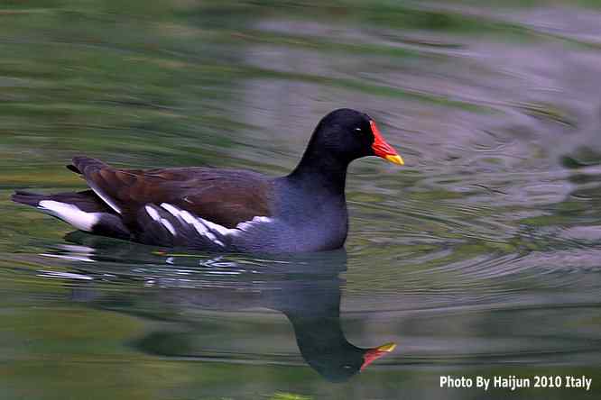 【亚平宁半岛之旅 wbr. wbr趣拍黑水鸡】
