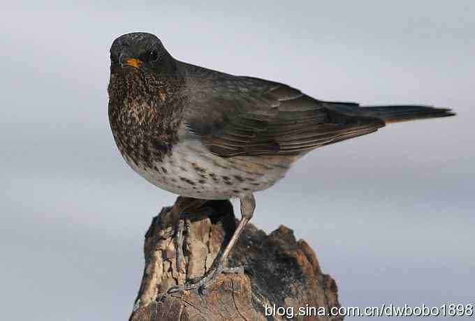 赤颈鸫和小鹪鹩